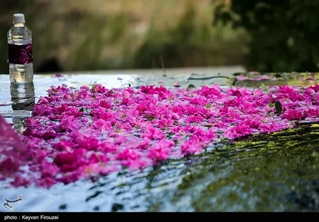 تصویر 3 از معرفی عرق گلاب خانگی + بهترین قیمت خرید